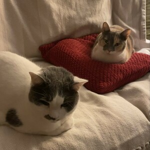 Team Page: The Writing Mewses